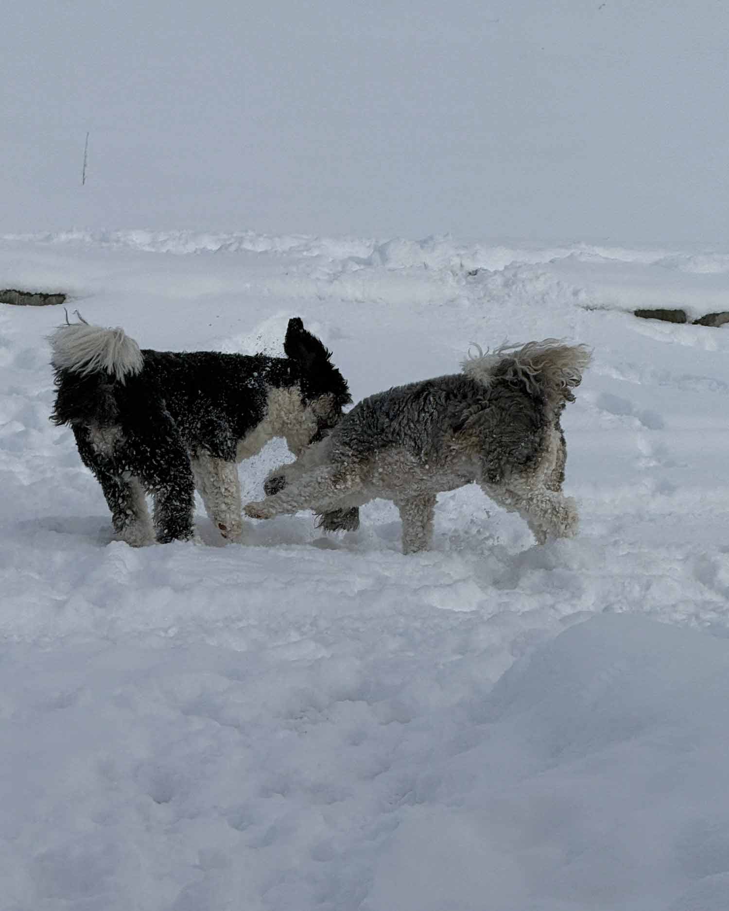 Two fluffy doodles playing excitedly in fresh deep snow on the acreage, covered in snowflakes and mid-romp outdoors.