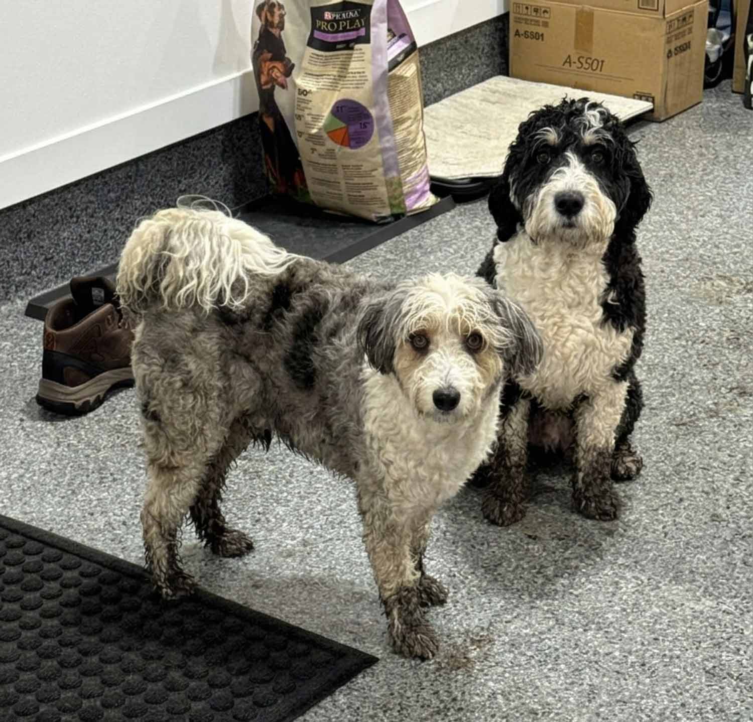 two muddy doodles.