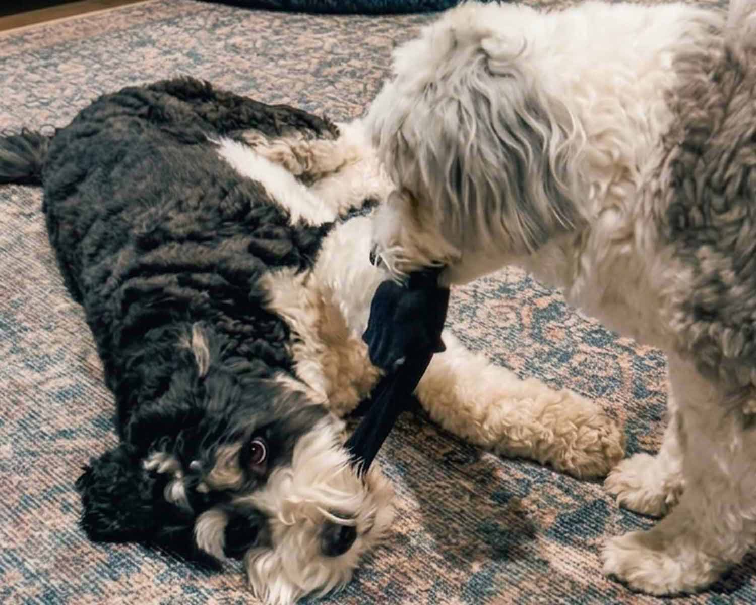 jack and solo fighting over sock.