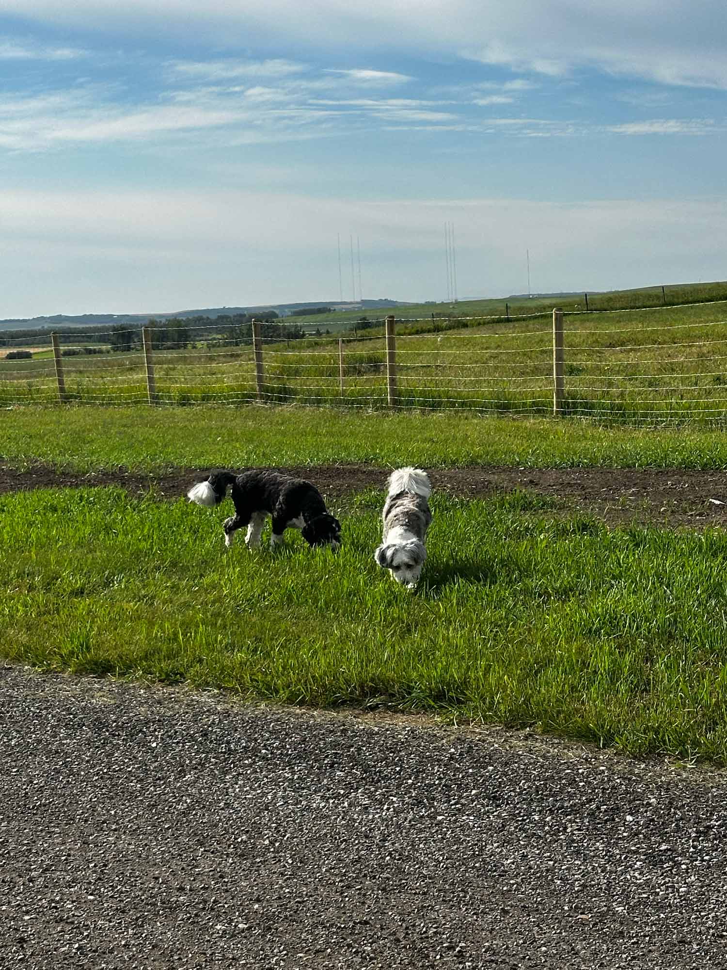 two doodles playing in the grass.