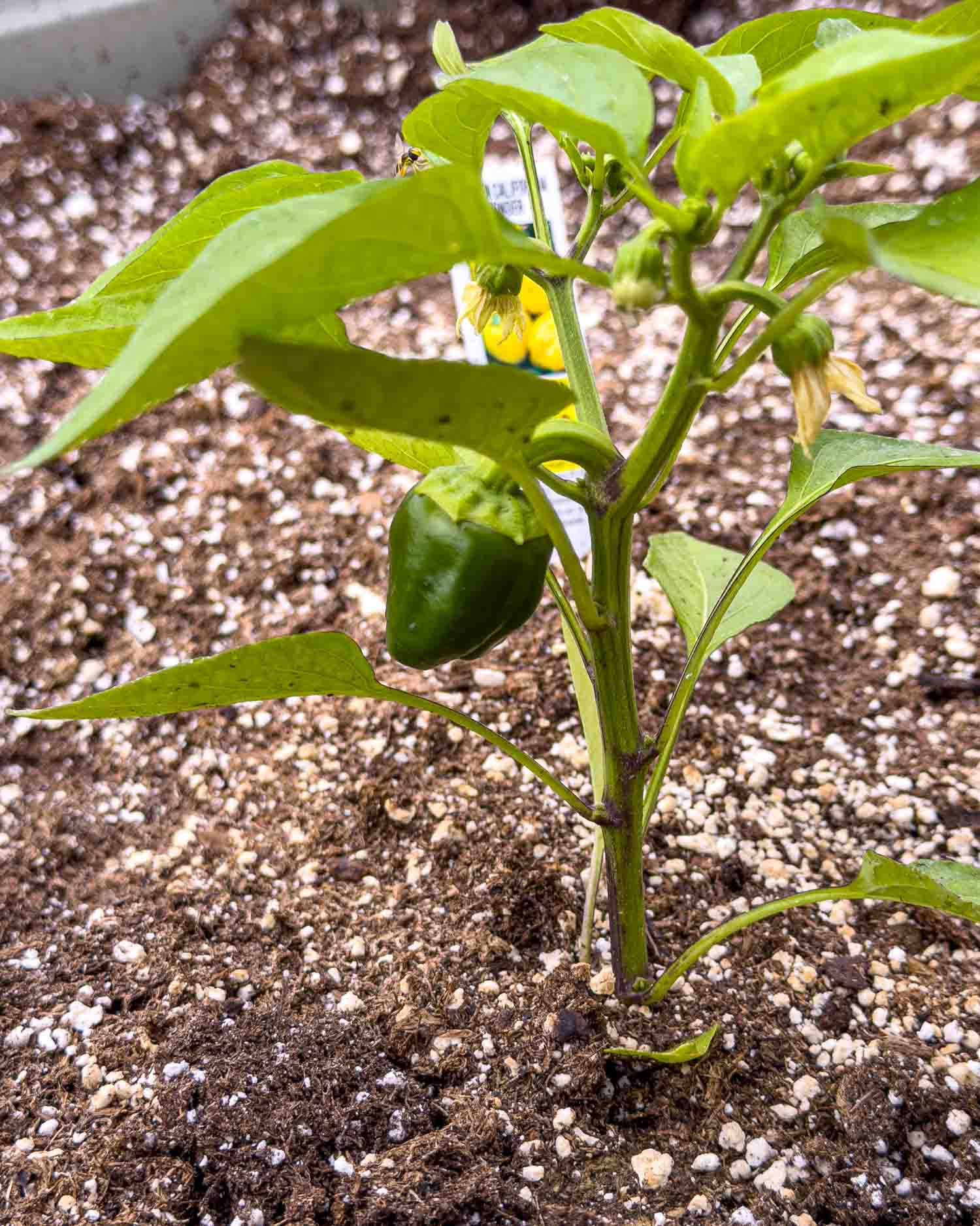 Close up of a small green pepper forming on a young pepper plant in a greenhouse raised bed.