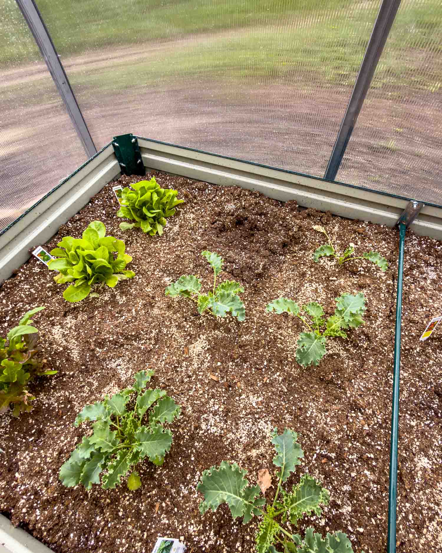 Overhead view of a greenhouse raised bed with young kale and lettuce plants in rich dark soil.