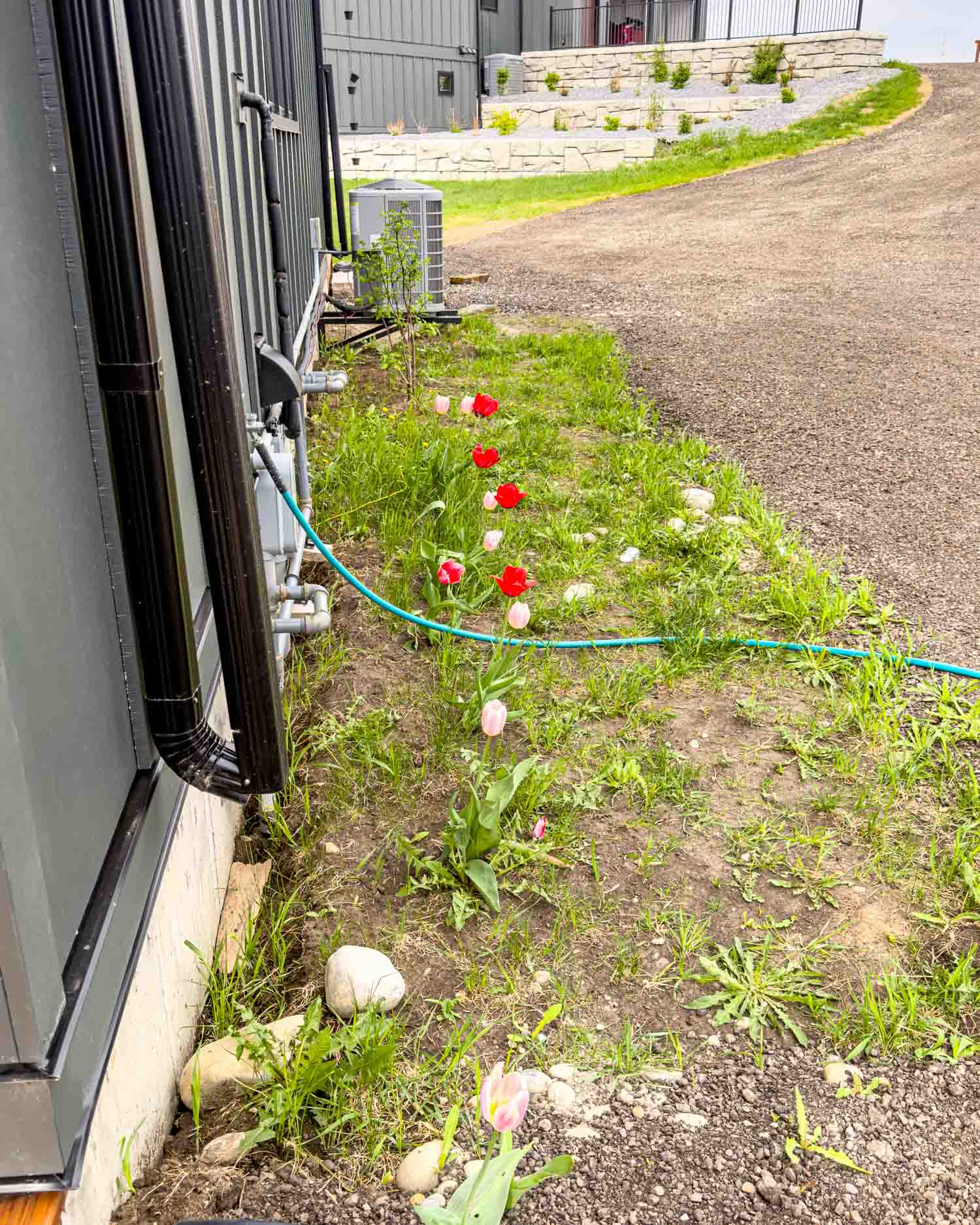 Pink and red tulips growing along the side of a dark grey steel building on an Alberta acreage in spring.