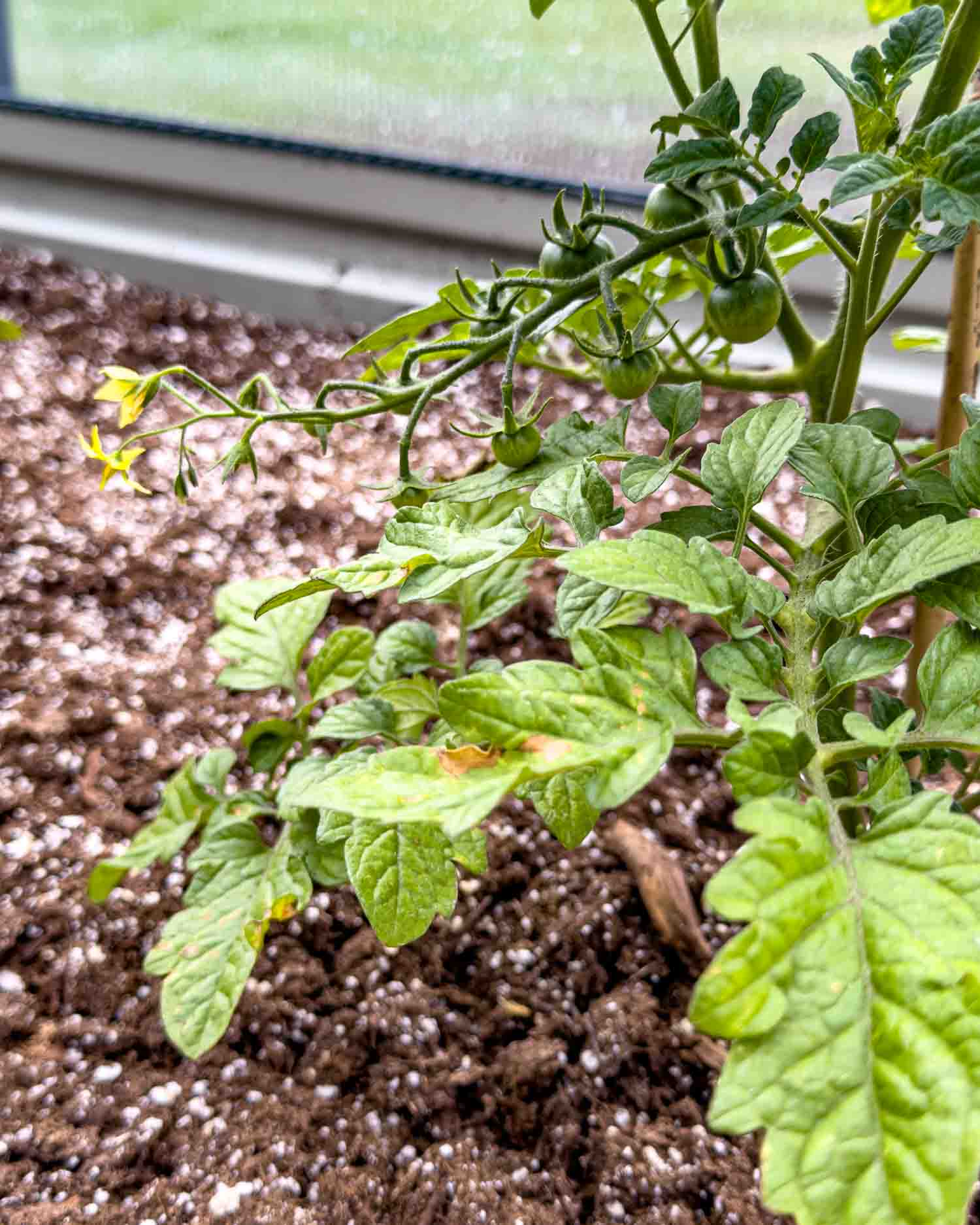 Close up of a cherry tomato plant with small green tomatoes already forming on the vine inside a greenhouse.