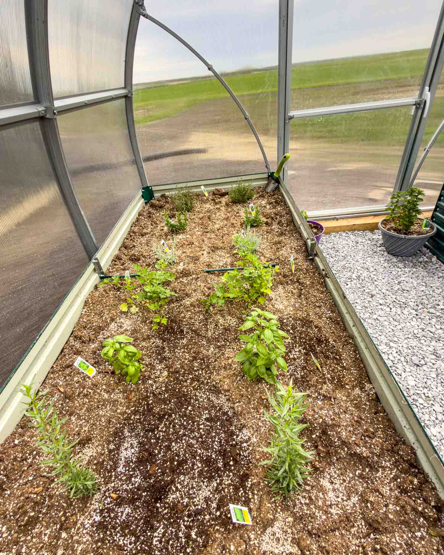 Long greenhouse raised bed filled with basil, parsley, tarragon and other herbs with Alberta prairie visible through the panels.