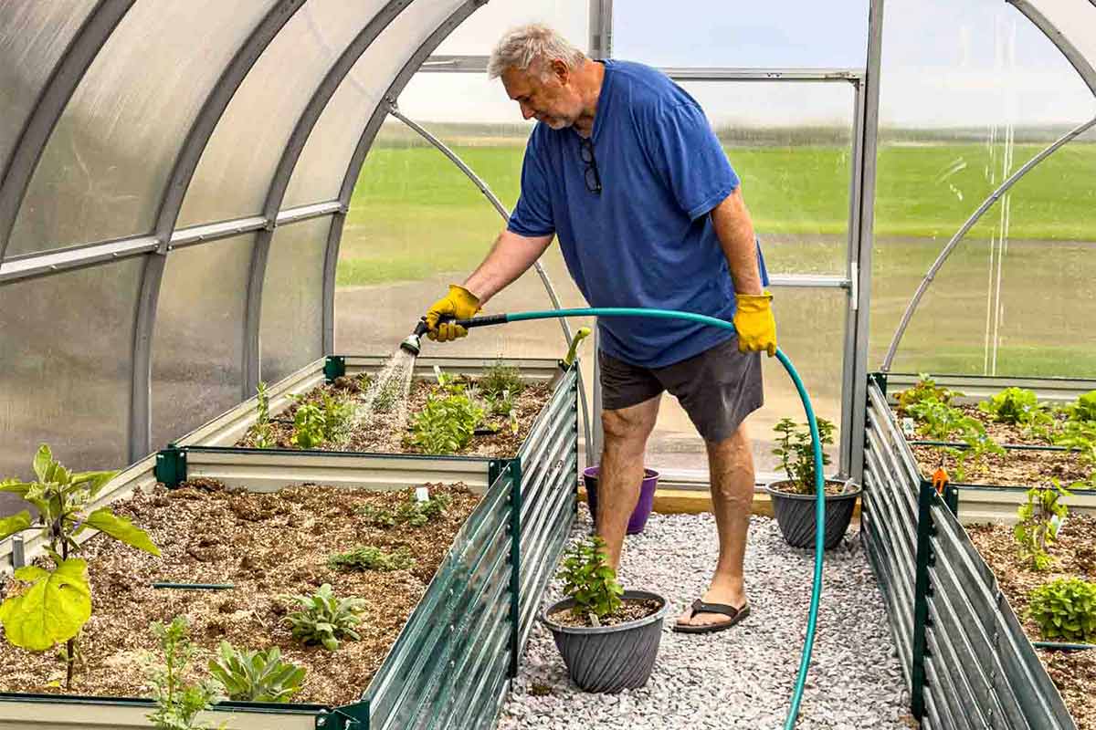 A man in a blue shirt and yellow gardening gloves watering greenhouse raised beds with a hose inside a polycarbonate greenhouse with prairie fields visible in the background.