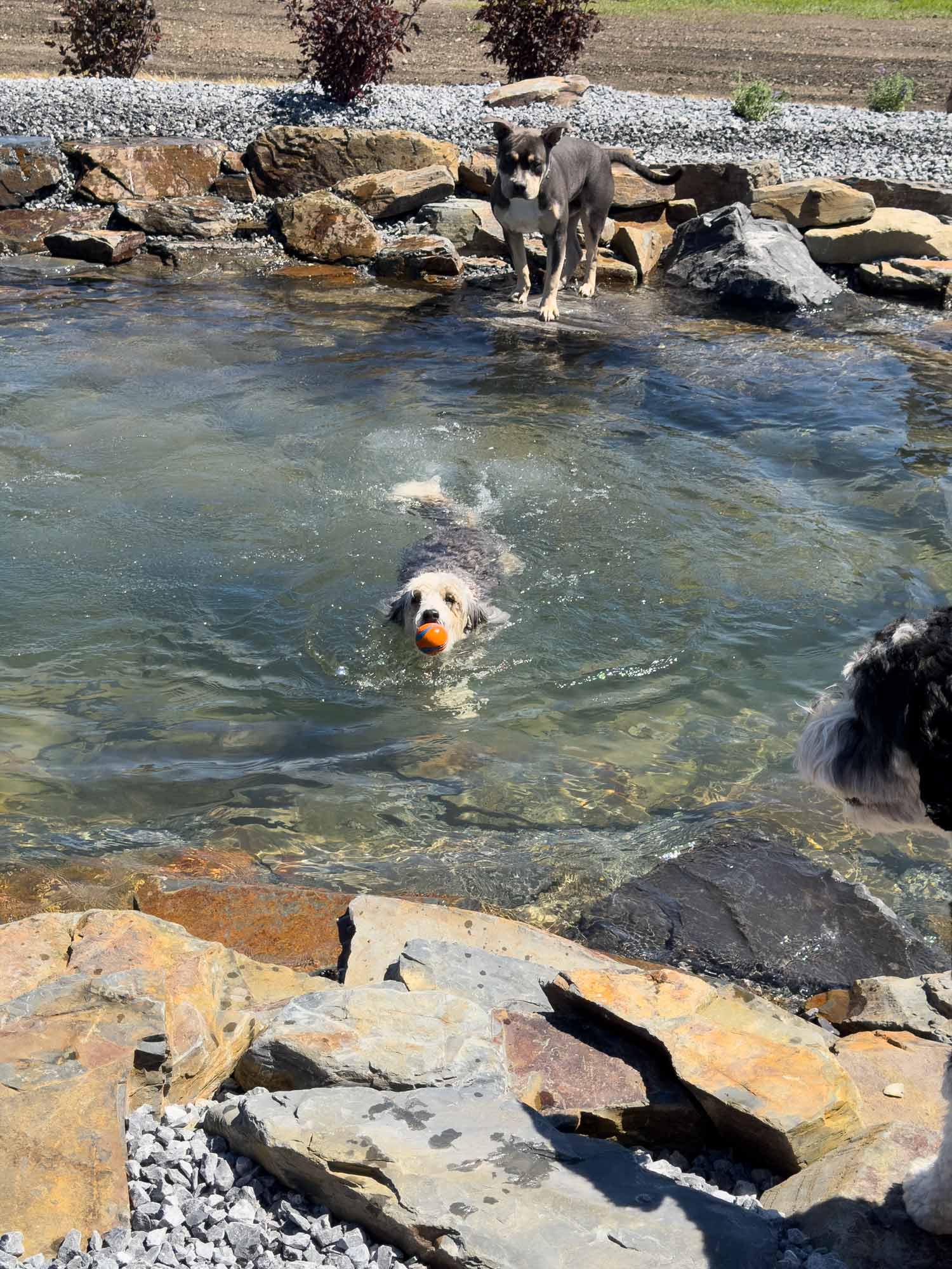 Wet shaggy dog proudly swims toward shore carrying a bright orange ball while two eager dogs watch from nearby rocks.