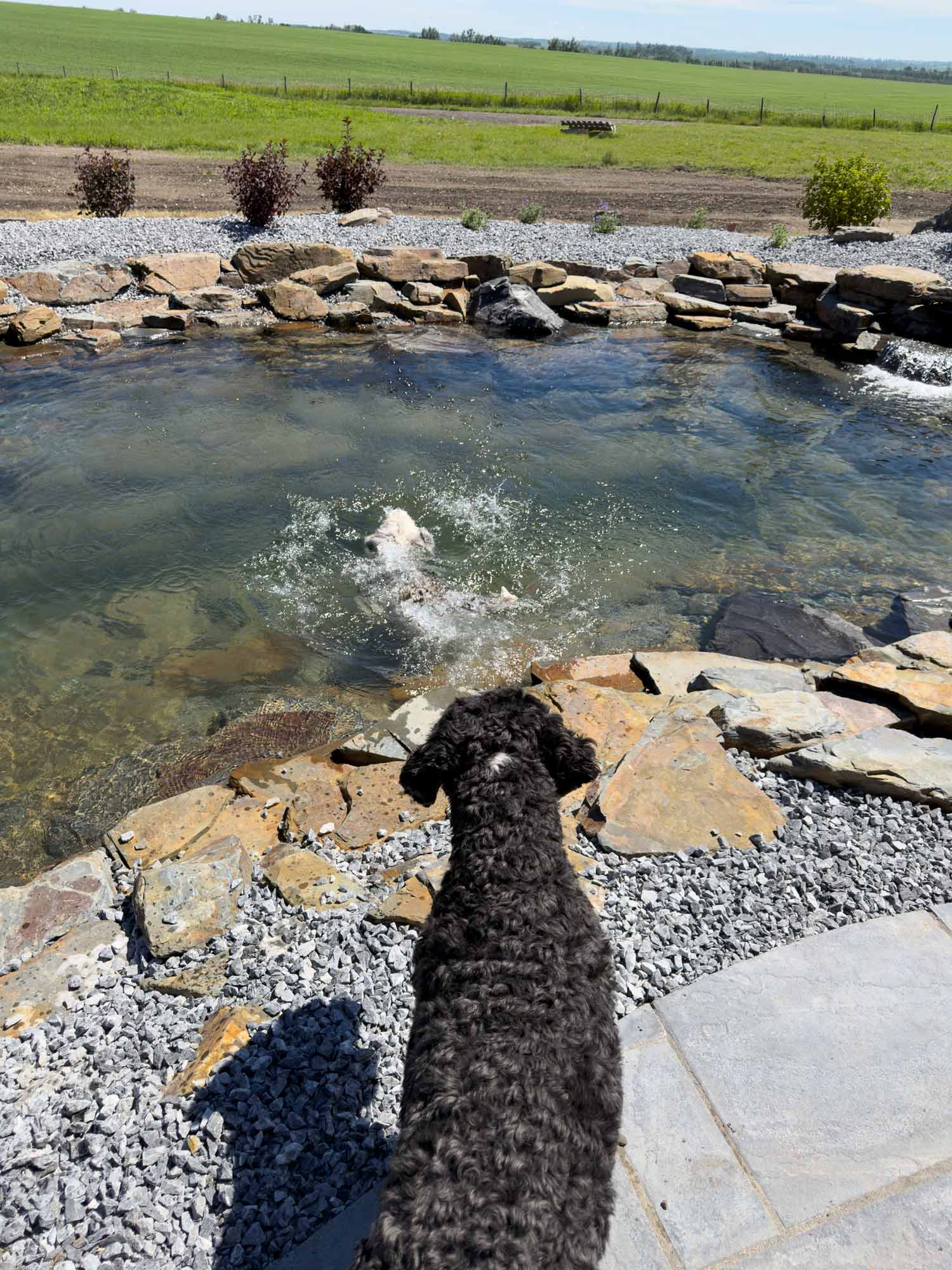 Black doodle watches another dog happily swim across a landscaped backyard pond while waiting patiently along the rocky shoreline.