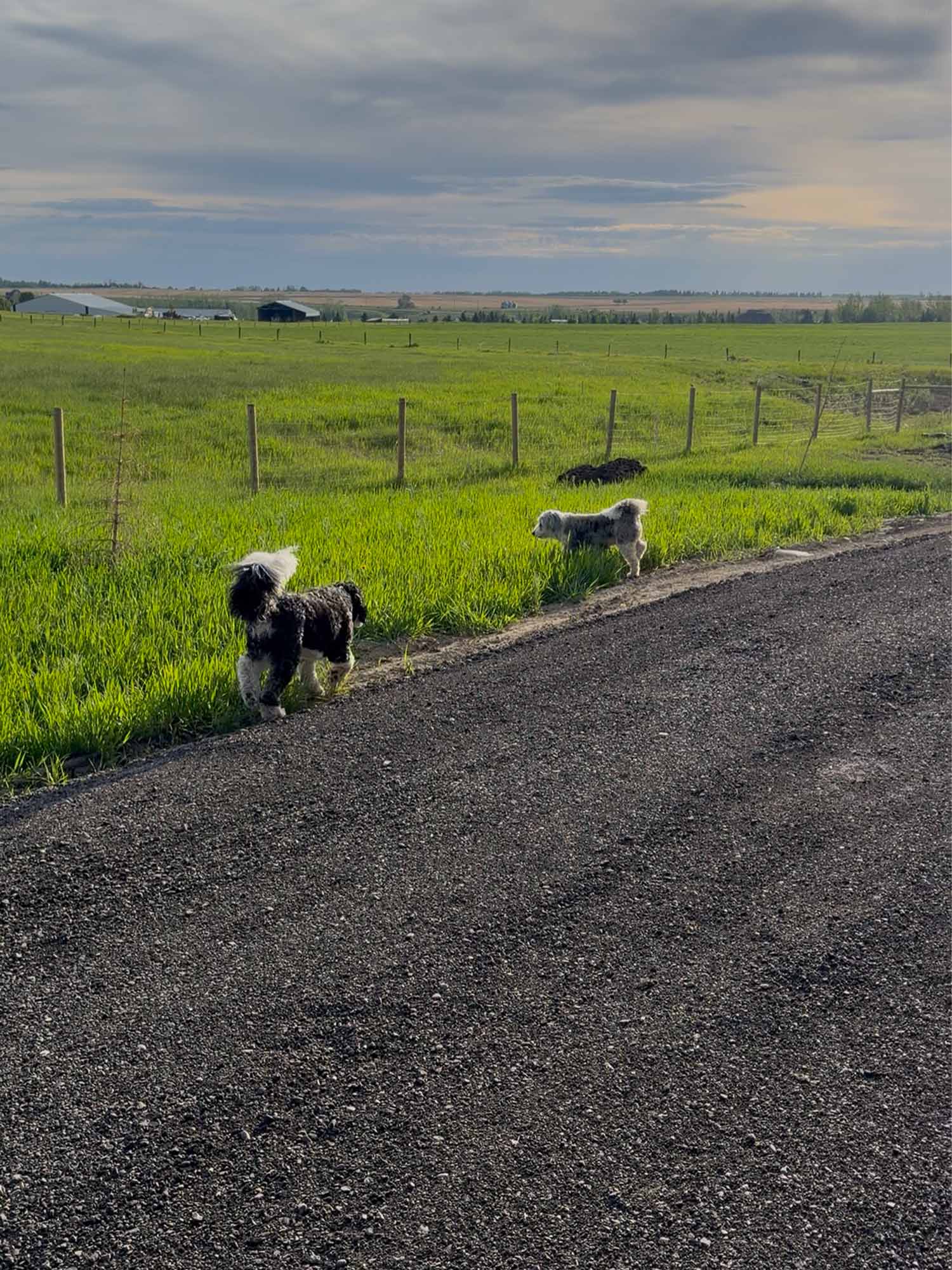 two dogs walking.