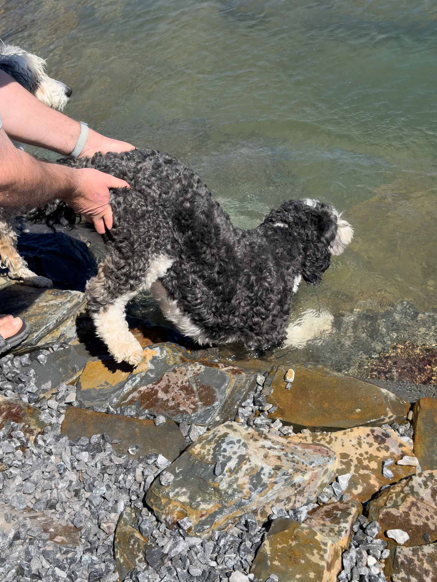 Man gently encourages a hesitant black doodle into the backyard pond while another dog patiently waits nearby on the shoreline.