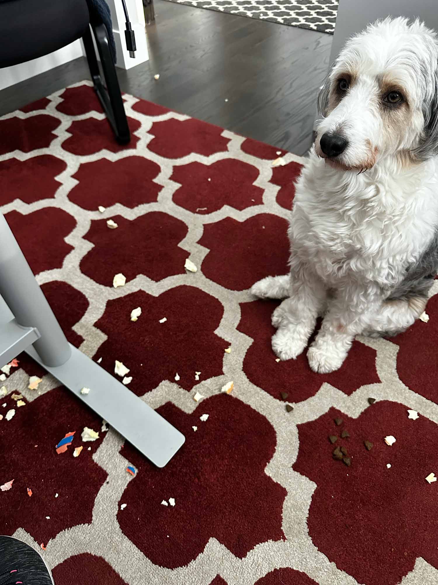 Sweet shaggy doodle gives an innocent guilty expression beside a carpet covered with scattered paper and tiny treat crumbs.
