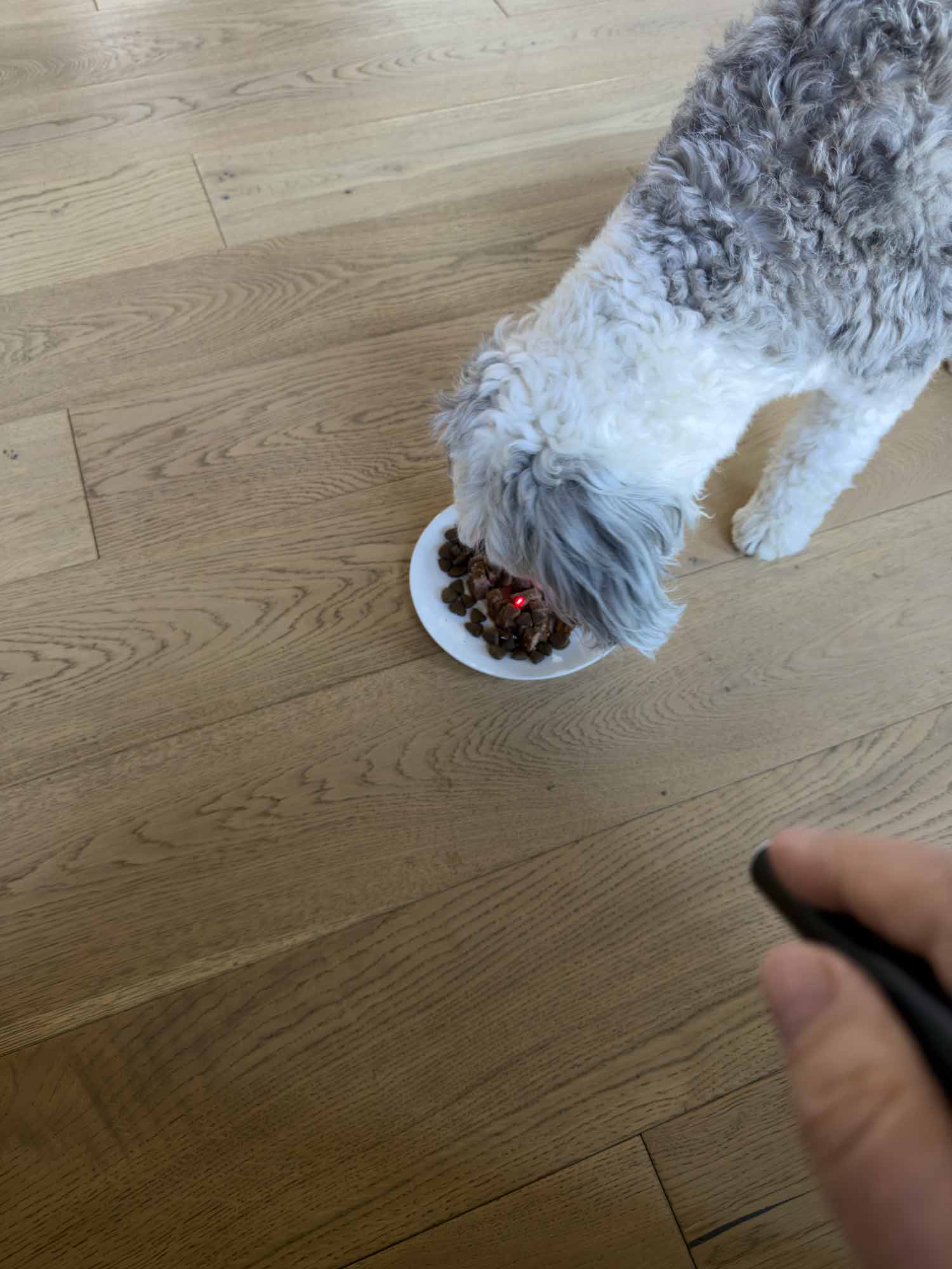 Curious shaggy dog investigates a playful laser dot while happily eating dinner from a white plate on hardwood flooring indoors.
