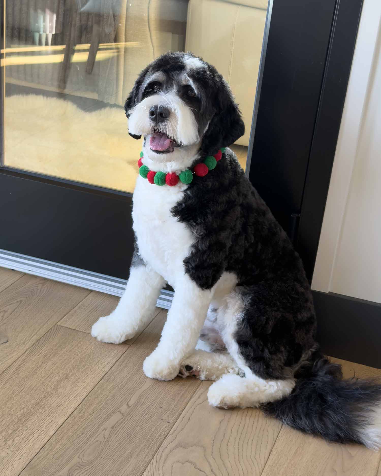 Festive, handsome and still waiting for my Christmas bonus.