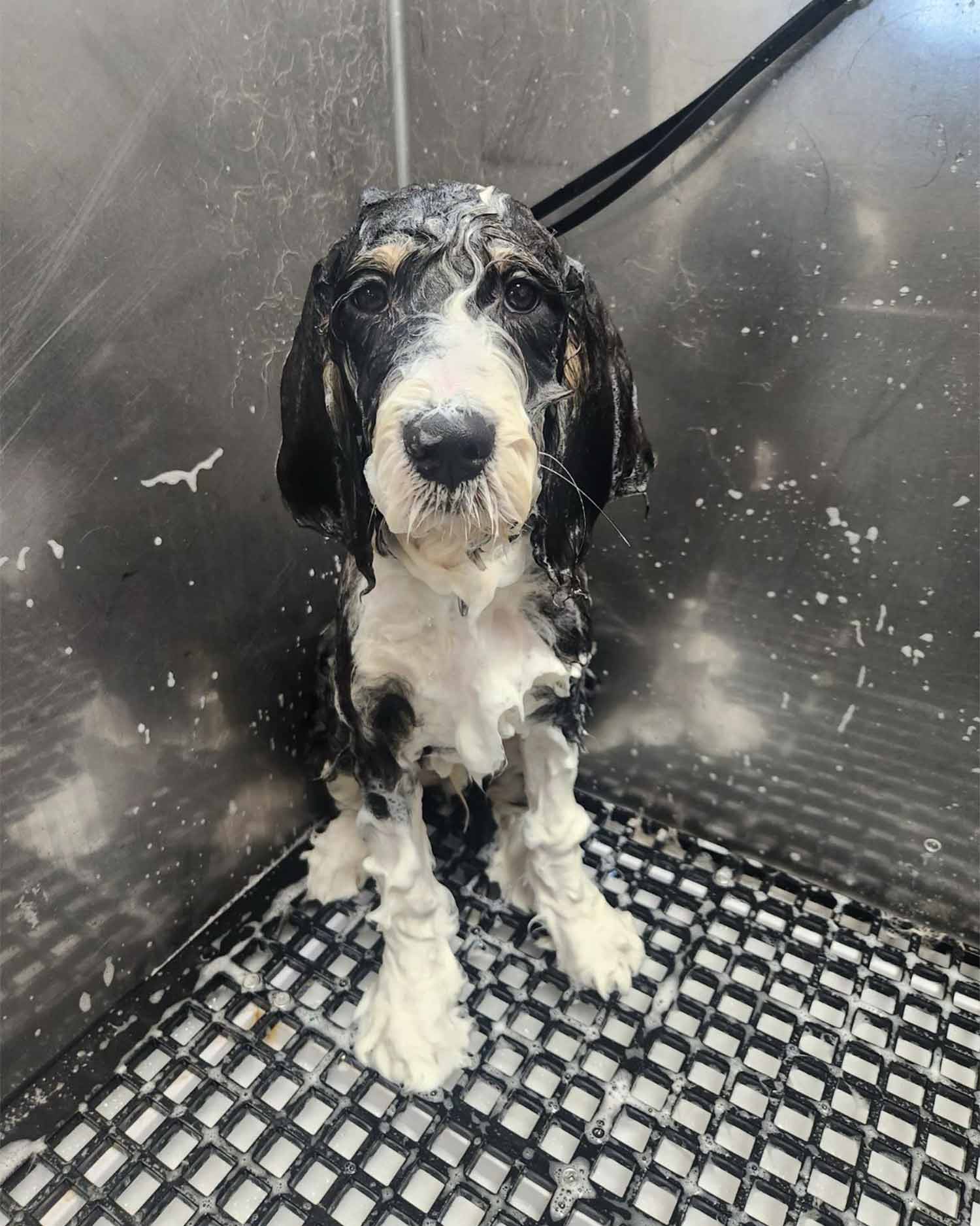 I was told there would be treats. This appears to be soap.
