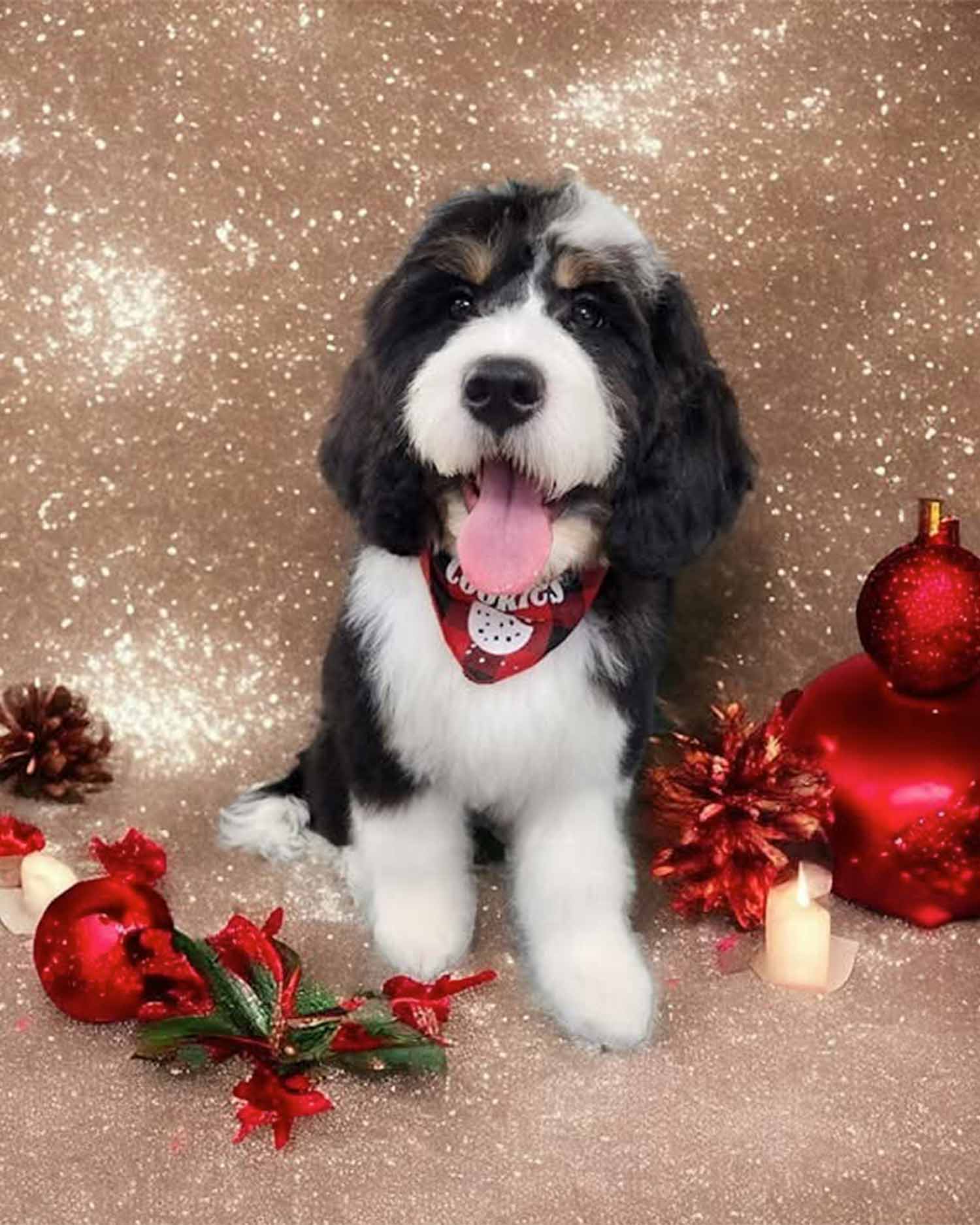 All I want for Christmas is whatever you’re eating.