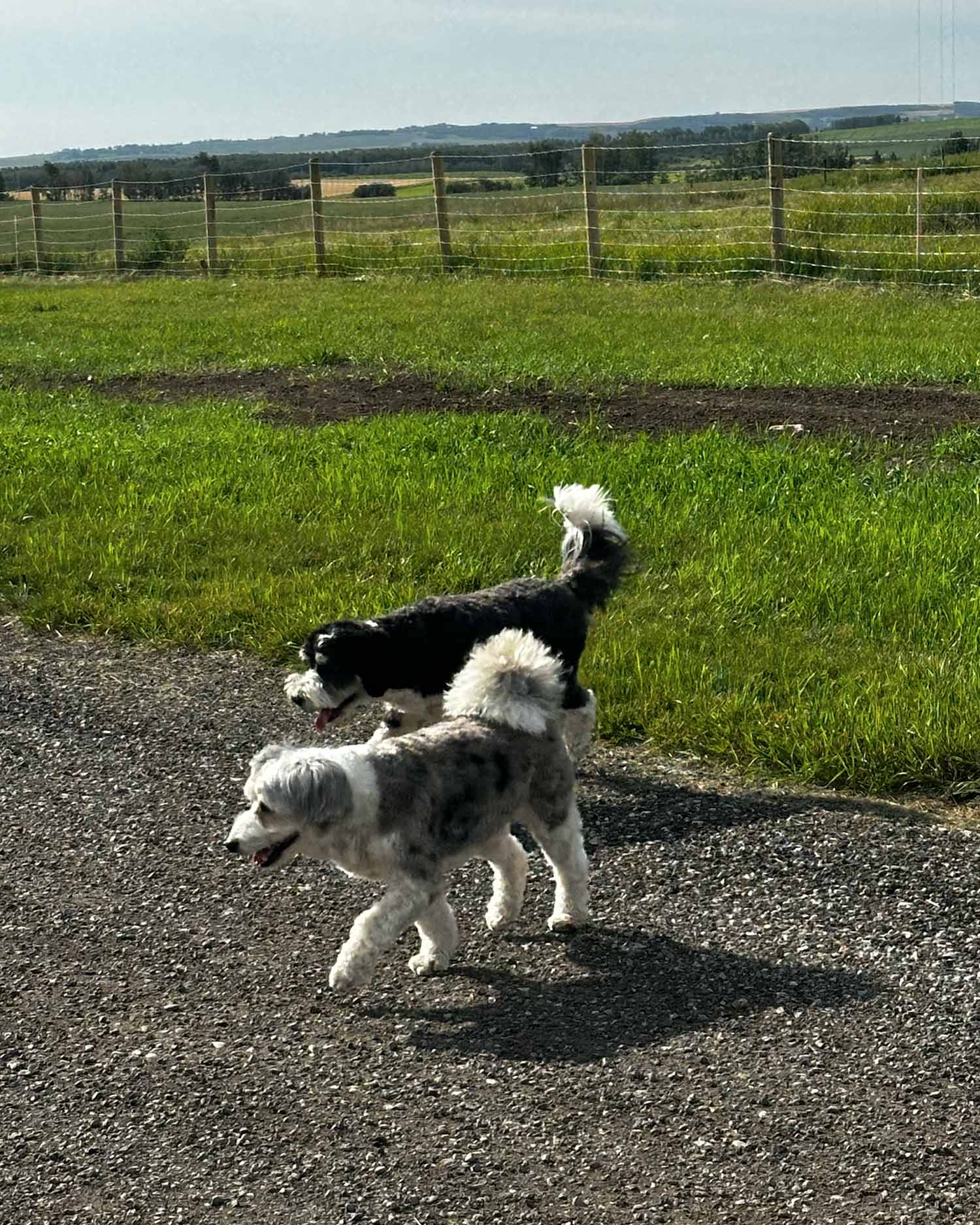 Local security patrol. Zero training, maximum confidence.