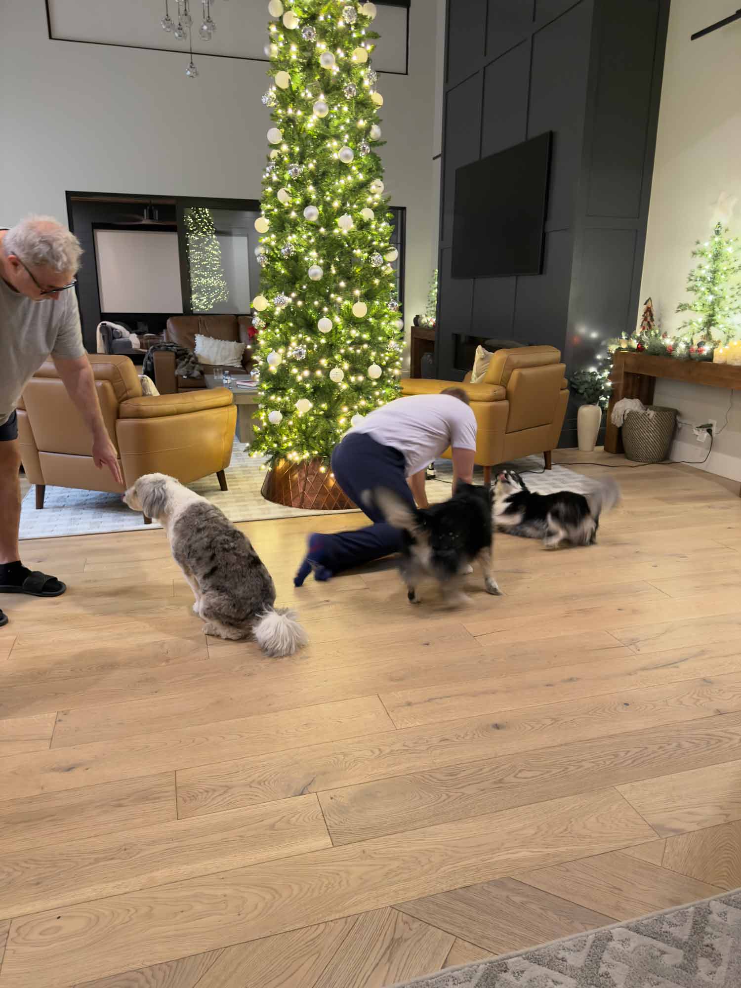 Remo and a family member trying to get 4 dogs to sit in front of a tall lit Christmas tree, with Han Solo sitting nicely while the other dogs run around.
