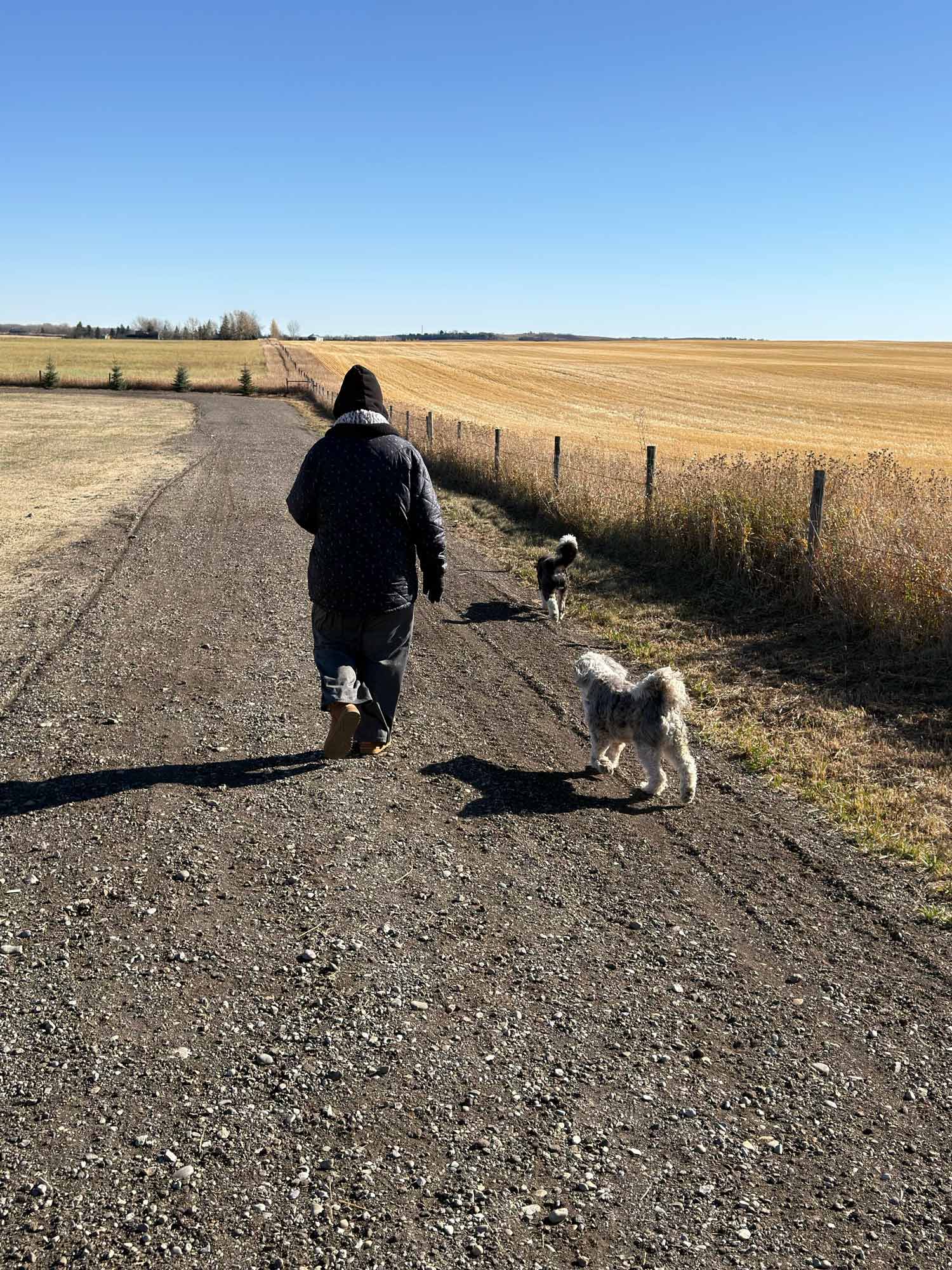 Jo walking down a gravel road in a hooded winter jacket, with Jack Ryan running ahead and Han Solo following behind, beside a golden harvested field under a clear blue sky.